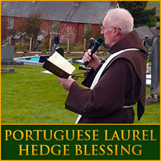 Portuguese Laurel Hedge Blessing